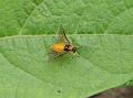 2010-0729-1020_Hover_Fly_18,7C